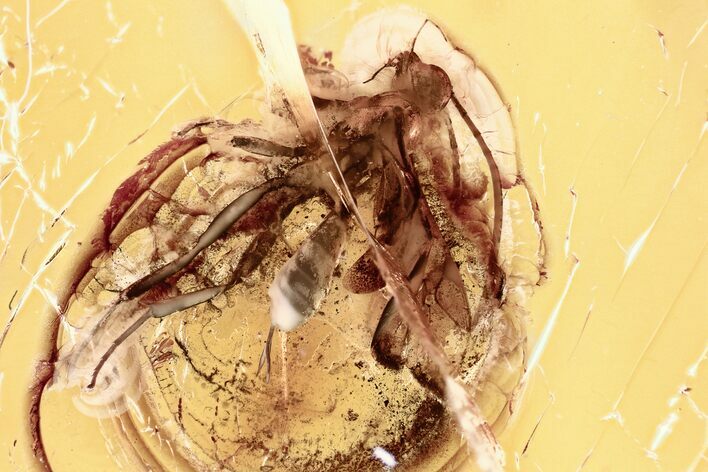 Detailed Fossil Parasitoid Wasp and Fungus Gnats In Baltic Amber #321776